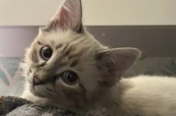 Пропал кот, Мостовая ул., 53А, Совхозный - photo