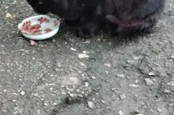 Кот найден: ул. 8 Марта, Ставрополь - photo