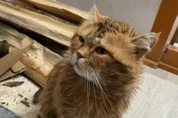 Объявления о пропавших и найденных животных, Улан-Удэ, фото: Найден рыжий кот на Терешковой, 3Б