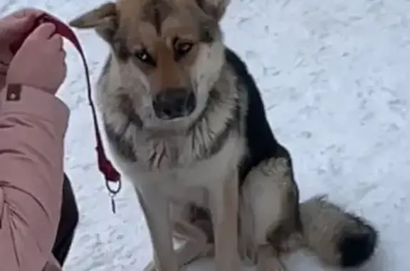 Найдена собака, Йошкар-Ола, фото: Собака найдена: Ленинский пр., 16А, Йошкар-Ола
