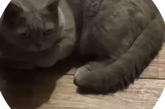 Пропала кошка, пр. 60 лет Октября, 97 - photo