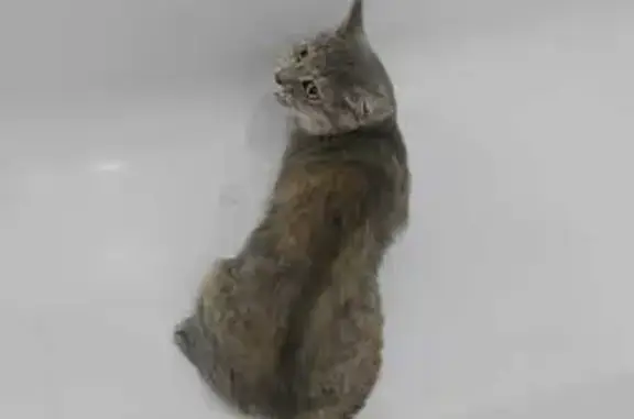 Найдена кошка, Краснодар, фото: Кошка найдена, Семигорская ул., Краснодар