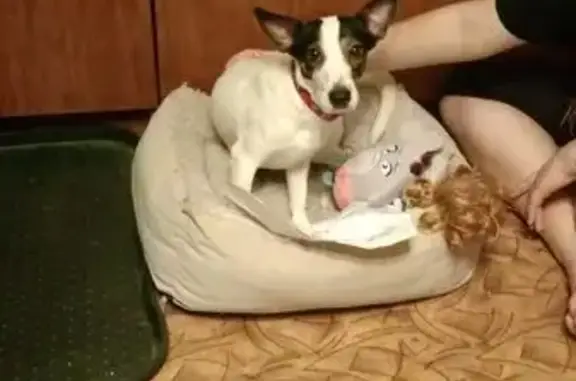 Найдена собака, Зеленоград, фото: Найдена собака, Рабочая ул., к1218, Зеленоград