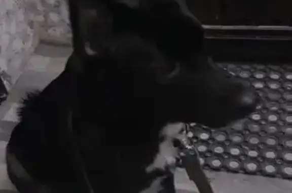 Пропала собака, Войсковицы, Ленобласть - photo