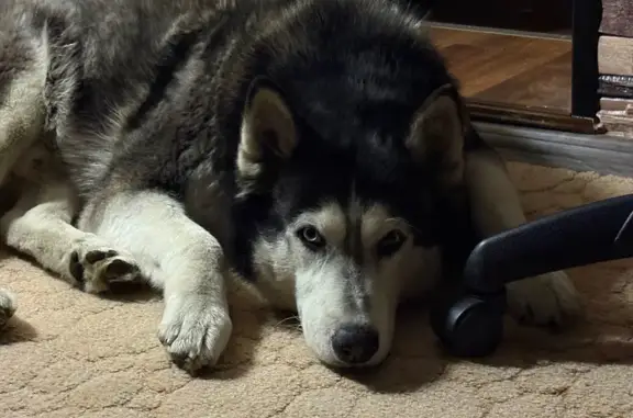Пропал хаски, ул. Ломоносова, Мурманск - photo