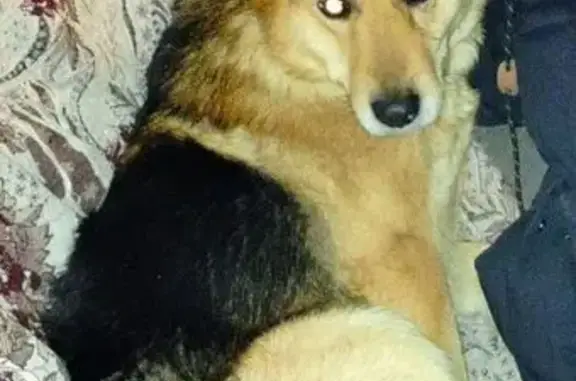 Пропала собака, ул. Свердлова 30, Тогучин - photo