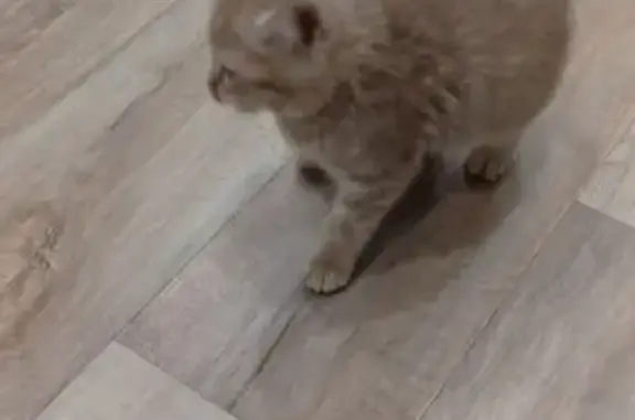 Найдена кошка, Кемерово, фото: Кошка найдена: пр. Шахтёров, 41, Кемерово