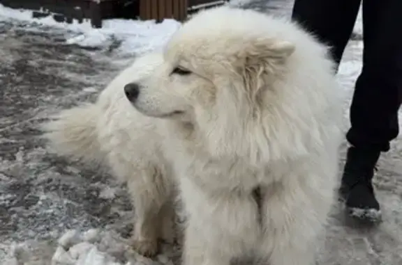 Объявления о пропавших и найденных животных, Москва, фото: Собака найдена в Измайловском парке, Москва