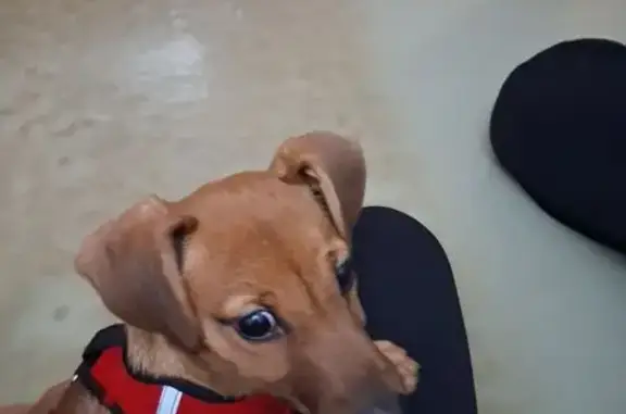 Найдена собака, Иваново, фото: Собака найдена: ул. Халтурина, 6, Иваново