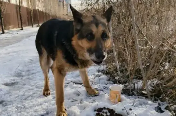 Найдена собака, Волгоград, фото: Овчар найден на ул. 1-й Конной Армии