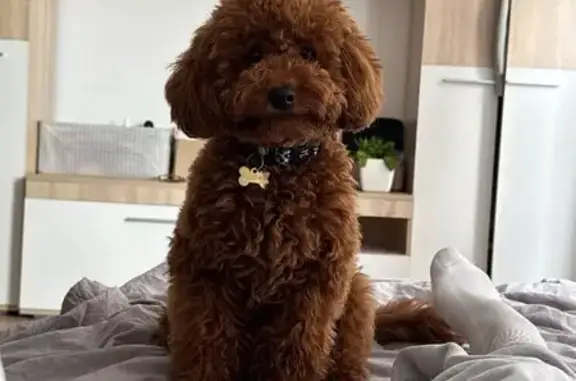 Пропала собака: 7-я улица, 172, Москва - photo