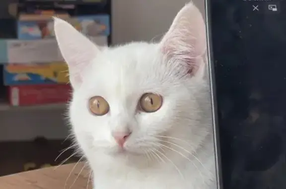 Пропала белая кошка, Широкая ул., 13 - photo