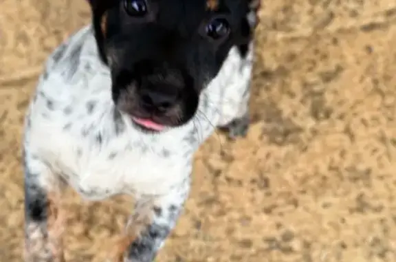 Найдена собака, Михайловск, фото: Найдена щенулька, Архитектурная ул., Михайловск