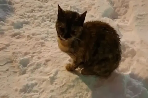 Найдена кошка, район Щербинка, фото: Трёхцветная кошка найдена на Индустриальной