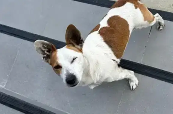 Собака найдена: ул. Акаций, 34 к8, Сириус - photo