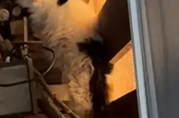 Найдена кошка, Высоково, фото: Кошка найдена в Высоково, МО