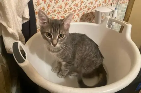 Кошки потеряшки, Москва, фото: Потеряшка кошка, ул. Проходчиков 7к1, Москва