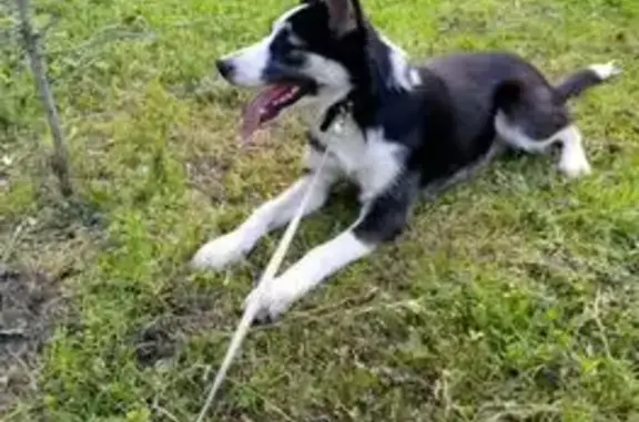 Пропала собака, Московское шоссе 85, Ульяновск - photo