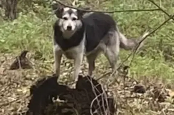 Пропала собака, Карамышевский с/с, Липецк - photo