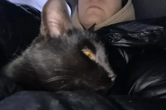 Найдена кошка, Абдулино, фото: Кошка найдена на заправке Казань-Оренбург