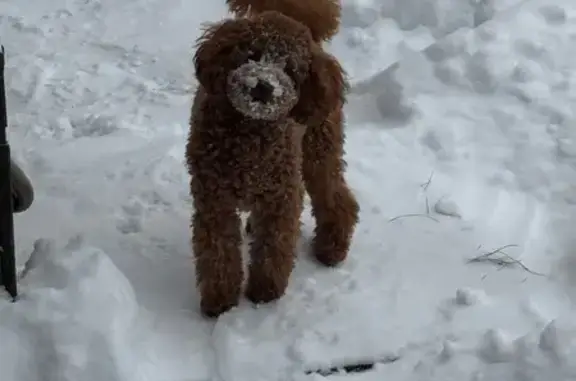 Пропала собака, 7-я улица, 172, Москва - photo