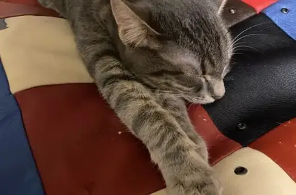 Кошки потеряшки, Москва, фото: Потеряшка кошка, ул. Проходчиков, 7к1