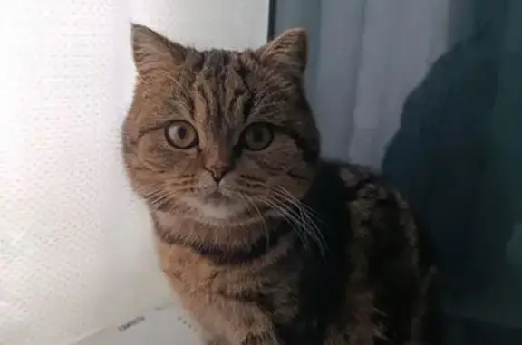 Пропала кошка, 2-я Пушкинская, 2, Шуя - photo