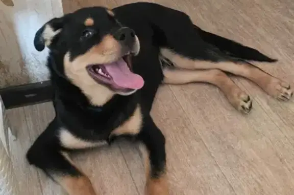 Найдена собака, Челябинск, фото: Собака найдена: Комсомольский пр. 17, Челябинск