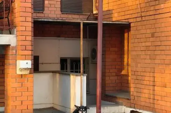 Пропала собака в Волгограде, помогите найти! - photo