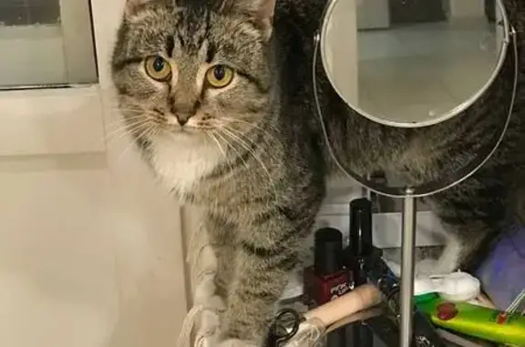 Найдена кошка, Москва, фото: Найдена кошка на Псковской улице, Москва