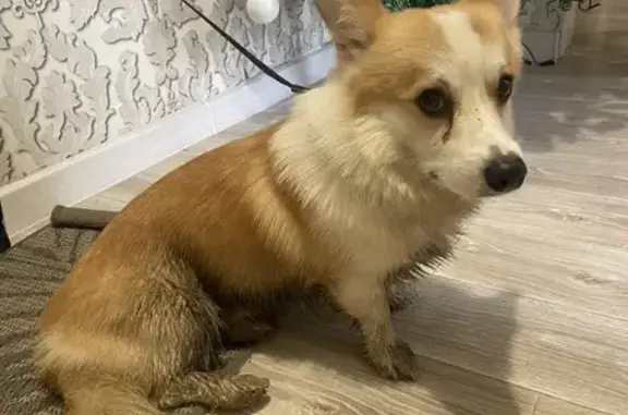 Объявления о пропавших и найденных животных, Невинномысск, фото: Найдена собака, ул. Калинина, Невинномысск