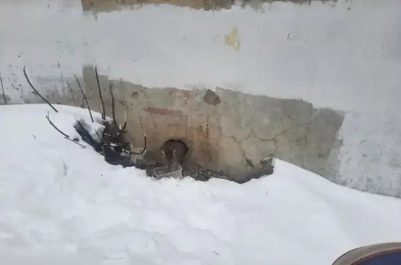 Найдена кошка, Ярославль, фото: Кошка найдена: 1-я Тормозная, Ярославль