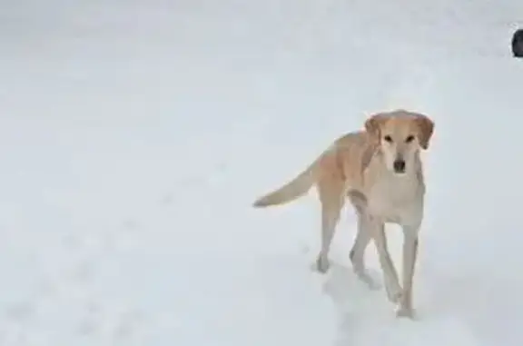 Найдена собака, Бабынино, фото: Собака найдена в Бабынино, Калужская обл.