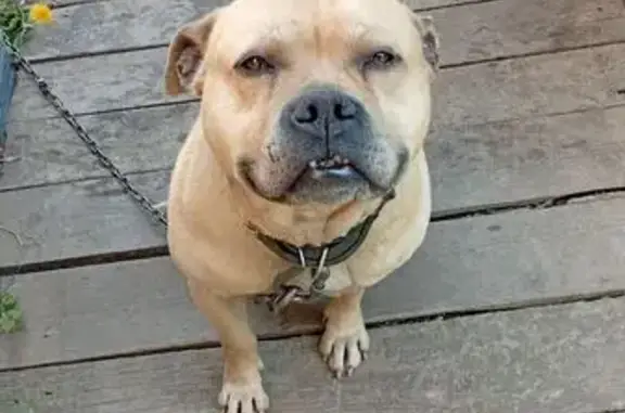 Пропала рыжая собака, ул. Красных Партизан, 35 - photo