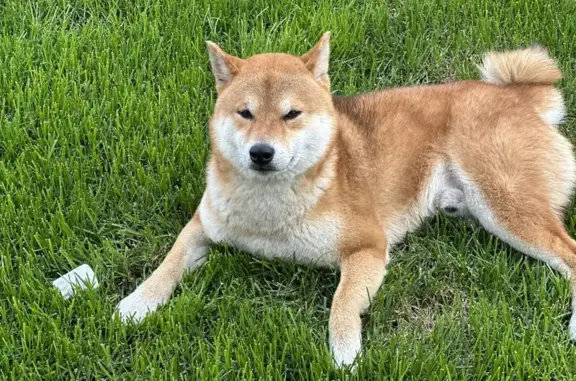 Пропала собака, 2-й Кустанайский пр., 2 - photo