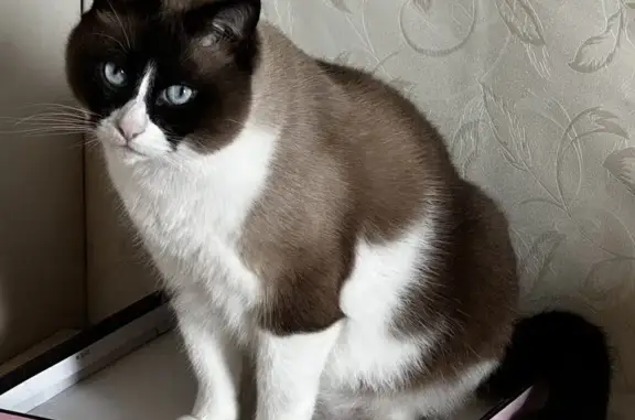 Пропала кошка, ул. Кутышева, 12 - photo