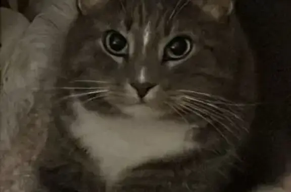 Пропала кошка, 3-я Парковая 42 к1 - photo