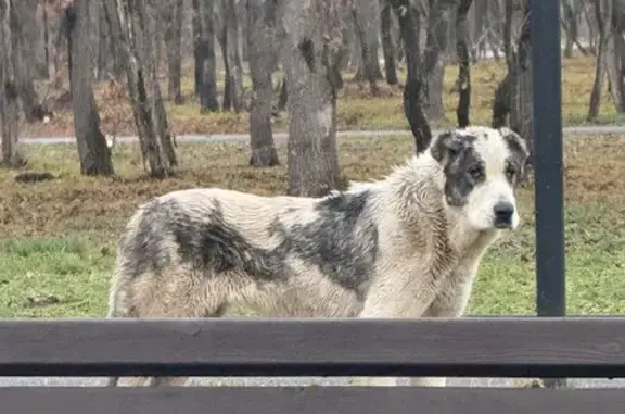 Найдена собака, Грозный, фото: Алабай в парке, Грозный, Чечня