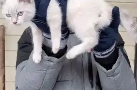 Объявления о пропавших и найденных животных, Усмань, фото: Кошка найдена на ул. Достоевского, Усмань