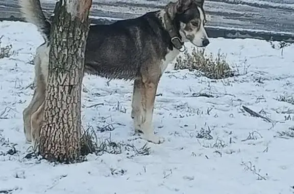 Найдена собака, Волгоград, фото: Найдена собака на ул. Кузнецова, Волгоград