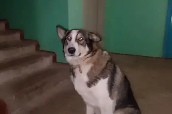 Найденные животные Комсомольск-на-Амуре, фото: Собака найдена: пр. Ленина, 83, Комсомольск-на-Амуре