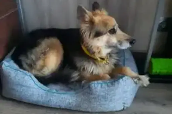 Объявления о пропавших и найденных животных, Москва, фото: Собака найдена: Ясный проезд, 32 к1