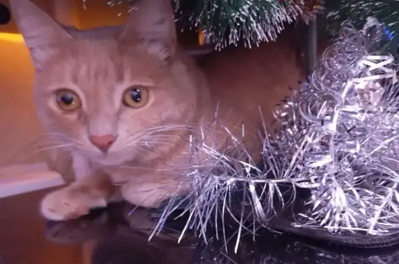 Пропала кошка, Бобруйская 4, Волгоград - photo