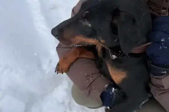 Найдена собака, Милюково, фото: Найдена собака, 1-й Цветочный пер., 43