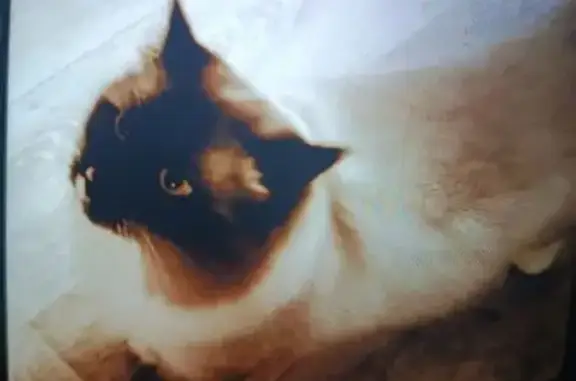 Пропала кошка, Оявойс, Карелия - photo