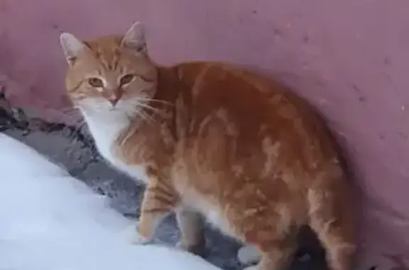 Найдена кошка, Тула, фото: Найдена кошка, ул. Волкова 19, Тула