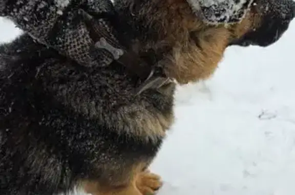 Найдена собака, Одинцово, фото: Найдена собака, Одинцово, Можайское ш. 157