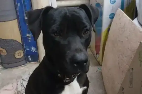 Пропала собака, Черноморская 54А, Краснодар - photo