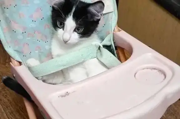 Пропал котёнок, Леваневского 21, Коломна - photo