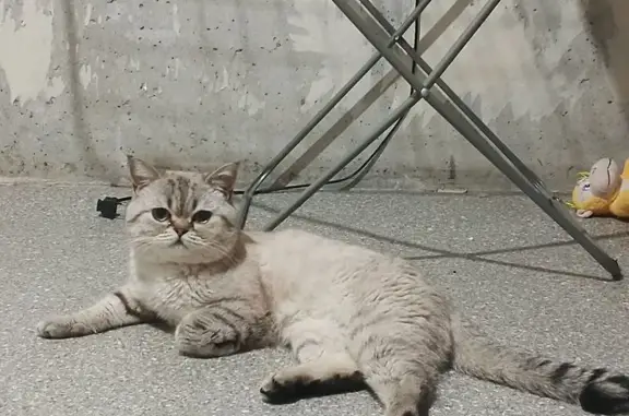 Пропала кошка, Коломенская ул., Н. Новгород - photo